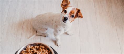 Hundefuttertests: das beste Futter 